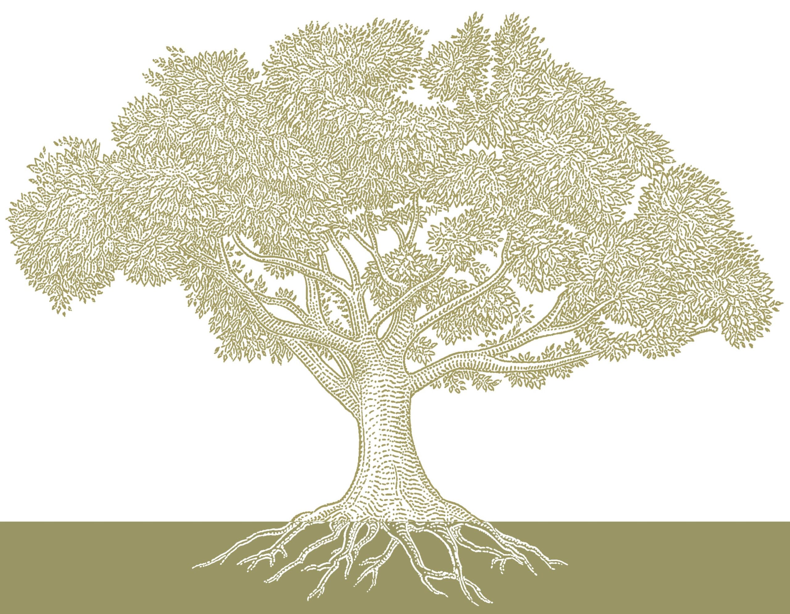 A digital illustration of a tree with its roots depicted against an olive-green background